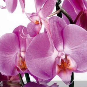 Ag Design Fleece Kuvatapetti Orchids 2