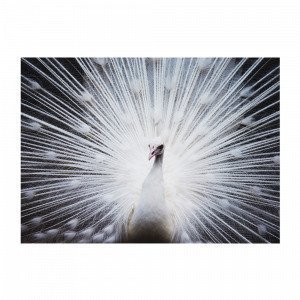 Jotex White Peacock Juliste Valkoinen 70x50 Cm